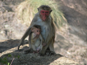 Animal Kingdom